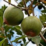 Lucuma Nervosa Seeds Green – Heirloom Non-GMO High Germination Organic Garden Seeds for Planting Seeds for Planting