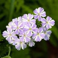 Purple White Verbena Flower Seeds – Heirloom Non-GMO High Germination Organic Garden Seeds
