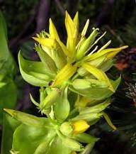 Yellow Gentiana Lutea Flower Seeds Heirloom Non-GMO High Germination Organic Garden Seeds for Planting