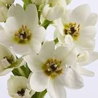 White Erythronium Oregonum Flower Seeds Heirloom Non-GMO High Germination Organic Garden Seeds for Planting