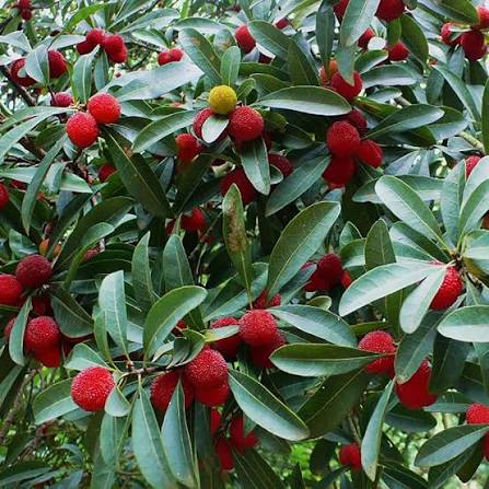 Myrica Rubra Chinese Bayberry Fruit Seeds for Planting – Heirloom Non-GMO High Germination Organic Garden Seeds