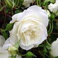Roseum Flower Seeds White Heirloom Non-GMO High Germination Organic Garden Seeds for Planting