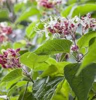 White Clerodendron Trichotomum Flower Seeds Heirloom Non-GMO High Germination Organic Garden Seeds for Planting