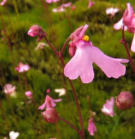 Pink Utricularia Flower Seeds Heirloom Non-GMO High Germination Organic Garden Seeds