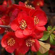Red Chaenomeles Japonica Flower Seeds – Heirloom, Non-GMO, High Germination Organic Garden Seeds for Planting, Seeds for Planting
