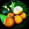 Yellow Mangosteen Seeds Heirloom Non-GMO High Germination Organic Garden Seeds for Planting