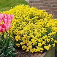 Yellow Organic Cress Flower Seeds – Heirloom, Non-GMO, High Germination Organic Seeds