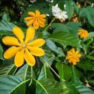 Yellow Aurantiaca Flower Seeds for Planting – Heirloom, Non-GMO, High Germination Organic Garden Seeds