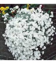 Saponaria Vaccaria Flower Seeds – Heirloom Non-GMO High Germination Organic Garden Seeds