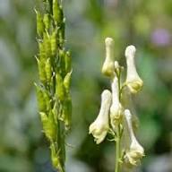 White Aconitum Flower Seeds Heirloom Non-GMO High Germination Organic Garden Seeds