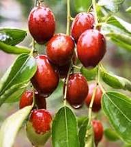 Jujuba Seeds Heirloom Non-GMO High Germination Organic Garden Seeds for Planting