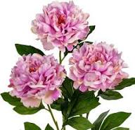 Pink White Peonies Flower Seeds Heirloom Non-GMO High Germination Organic Garden Seeds for Planting