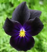 Viola Flower Seeds Black – Heirloom Non-GMO High Germination Organic Garden Seeds