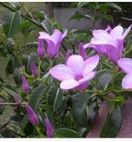 Purple Allamanda Flower Seeds Heirloom Non-GMO High Germination Organic Garden Seeds for Planting
