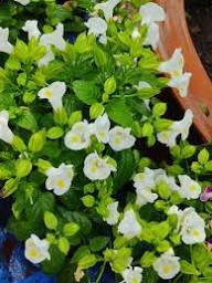 Torenia Kauai Flower Seeds – Heirloom, Non-GMO, High Germination Organic Seeds