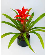 Bromeliad Flower Seeds Red Heirloom Non-GMO High Germination Organic Garden Seeds for Planting