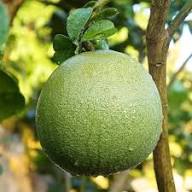 Green Pomelo Citrus Seeds for Planting – Heirloom Non-GMO High Germination Organic Garden Seeds