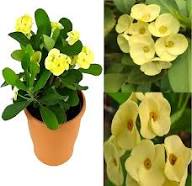 Yellow Fresh Crown Of Thorns Flower Seeds Heirloom Non-GMO High Germination Organic Garden Seeds