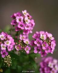 Purple Alyssum Flower Seeds Heirloom Non-GMO High Germination Organic Garden Seeds for Planting