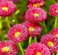 Rote Bellis Blumensamen Alte Sorte Gentechnikfrei Hohe Keimfähigkeit Bio-Gartensamen zum Pflanzen