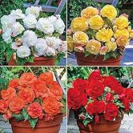 Tuberous Begonia Flower Seeds Heirloom Non-GMO High Germination Organic Garden Seeds for Planting