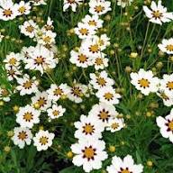White Coreopsis Flower Seeds Heirloom Non-GMO High Germination Organic Garden Seeds for Planting