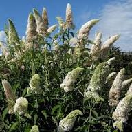 Buddleja Flower Seeds White Heirloom Non-GMO High Germination Organic Garden Seeds