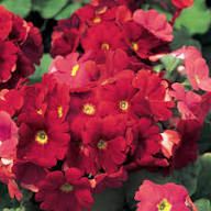 Primula Flower Seeds Red Heirloom Non-GMO High Germination Organic Garden Seeds for Planting