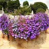 Violet Lobelia Flower Seeds – Heirloom Non-GMO High Germination Organic Garden Seeds