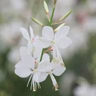 Gaura Flower Seeds White Heirloom Non-GMO High Germination Organic Garden Seeds for Planting