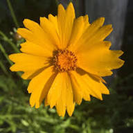 Yellow Coreopsis Lanceolata Flower Seeds – Heirloom, Non-GMO, High Germination Organic Garden Seeds