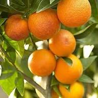 Semillas de Naranja Citrus Aurantium, Variedad Tradicional, No Modificadas Genéticamente, Alta Germinación, Semillas Orgánicas para Jardín
