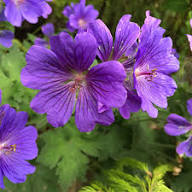 Violet Geranium Flower Seeds Heirloom Non-GMO High Germination Organic Garden Seeds