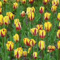 Red Yellow Tulip Flower Seeds for Planting – Heirloom, Non-GMO, High Germination