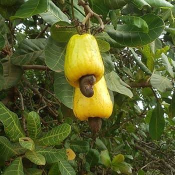 Cashew Nut Fruit Seeds 