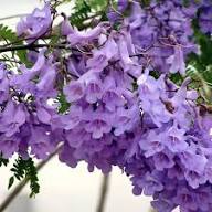 Violet Jacaranda Flower Seeds – Heirloom Non-GMO High Germination Organic Garden Seeds