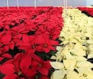 Yellow Red Poinsettia Flower Seeds Heirloom Non-GMO High Germination Organic Garden Seeds for Planting