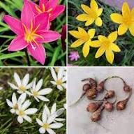 Zephyranthes Flower Seeds Mixed – Heirloom Non-GMO High Germination Organic Garden Seeds