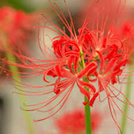 Red Higanbana Flower Seeds – Heirloom, Non-GMO, High Germination Organic Garden Seeds for Planting