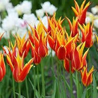Orange Fringed Tulip Flower Seeds – Heirloom, Non-GMO, High Germination