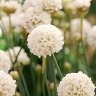 White Pseudarmeria Flower Seeds Heirloom Non-GMO High Germination Organic Garden Seeds for Planting