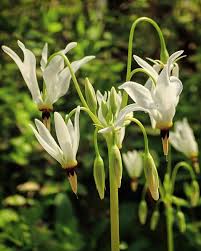 White Dodecatheon Flower Seeds – Heirloom Non-GMO High Germination