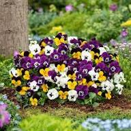 Pansy Flower Seeds Mixed – Heirloom, Non-GMO, High Germination Organic Garden Seeds for Planting