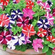 Petunia Flower Seeds Mixed – Heirloom, Non-GMO, High Germination Organic Garden Seeds for Planting