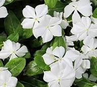 White Vinca Flower Seeds Heirloom Non-GMO High Germination Organic Garden Seeds