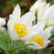 White Pasque Flower Seeds – Heirloom, Non-GMO, High Germination Organic Garden Seeds