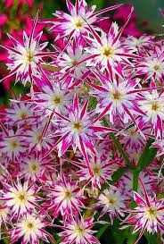 Pink White Phlox Drummondii Flower Seeds Heirloom Non-GMO High Germination Organic Garden Seeds for Planting