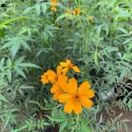 Yellow Tagetes Lemmonii Flower Seeds Heirloom Non-GMO High Germination Organic Seeds