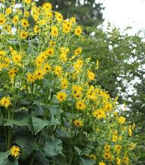 Yellow Silphium Flower Seeds Heirloom Non-GMO High Germination Organic Garden Seeds for Planting