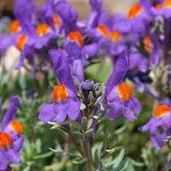 Linaria Alpina Flower Seeds Purple – Heirloom Non-GMO High Germination